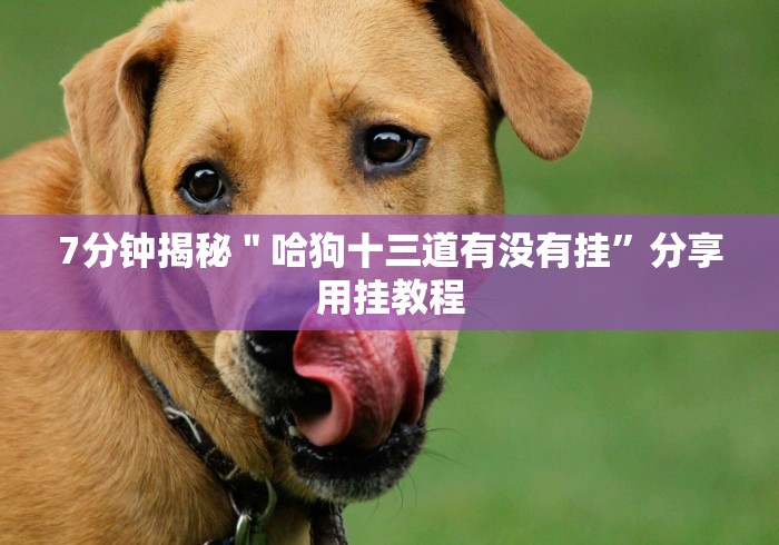 7分钟揭秘＂哈狗十三道有没有挂”分享用挂教程