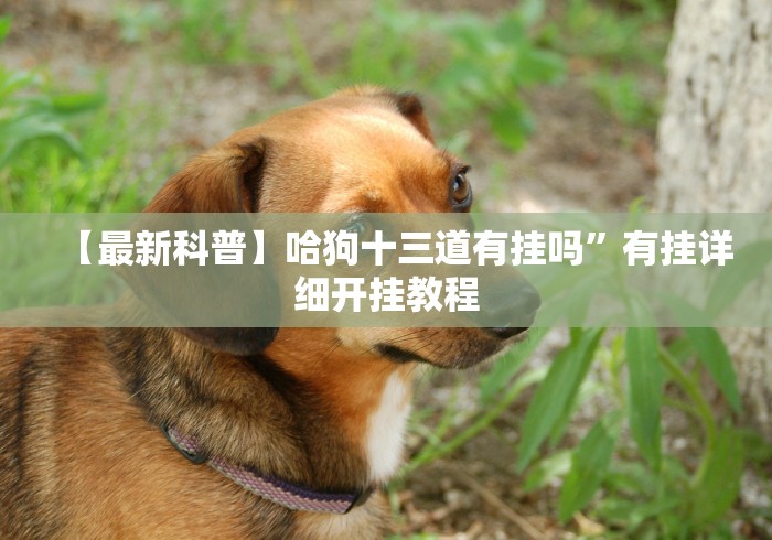 【最新科普】哈狗十三道有挂吗”有挂详细开挂教程