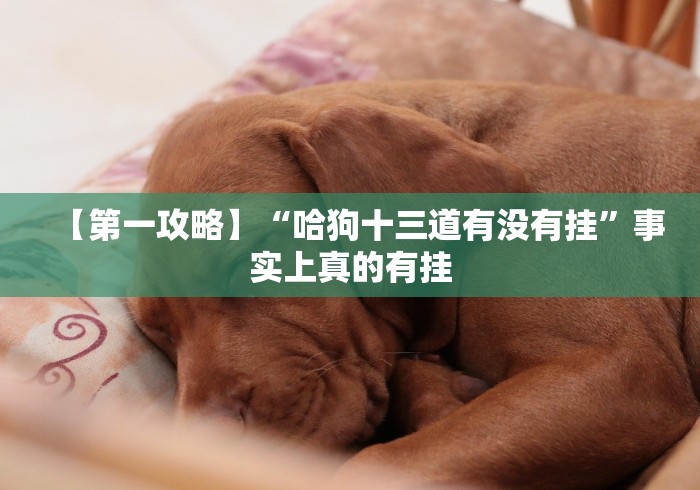 【第一攻略】“哈狗十三道有没有挂”事实上真的有挂