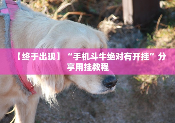 【终于出现】“手机斗牛绝对有开挂”分享用挂教程 【终于出现】“手机斗牛绝对有开挂”分享用挂教程