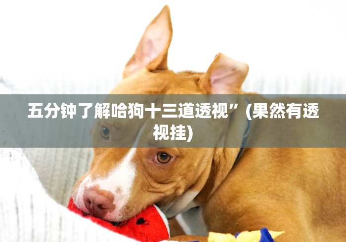 五分钟了解哈狗十三道透视”(果然有透视挂)