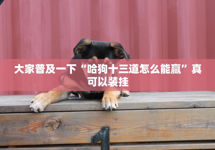 大家普及一下“哈狗十三道怎么能赢”真可以装挂